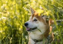 Czy Shiba inu wzrośnie? Czy Shiba inu wzrośnie?