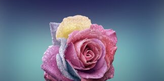 Czym się różni iPhone od Samsunga?