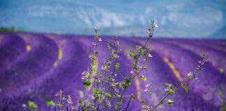 Czy jest gra mario na Xbox? Czy jest gra mario na Xbox?