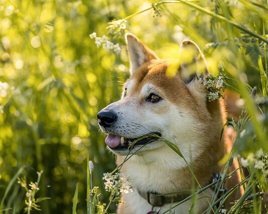 Ile kosztuje 1 shiba inu? Ile kosztuje 1 shiba inu?