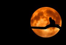Dlaczego Luna tak spadła? Dlaczego Luna tak spadła?
