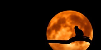 Dlaczego Luna tak spadła? Dlaczego Luna tak spadła?