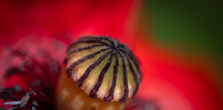 Ile pamięci RAM powinien mieć smartfon?